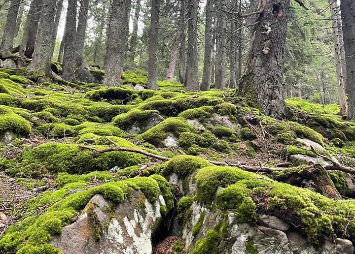 木屋 Relaxation In покращене Guta